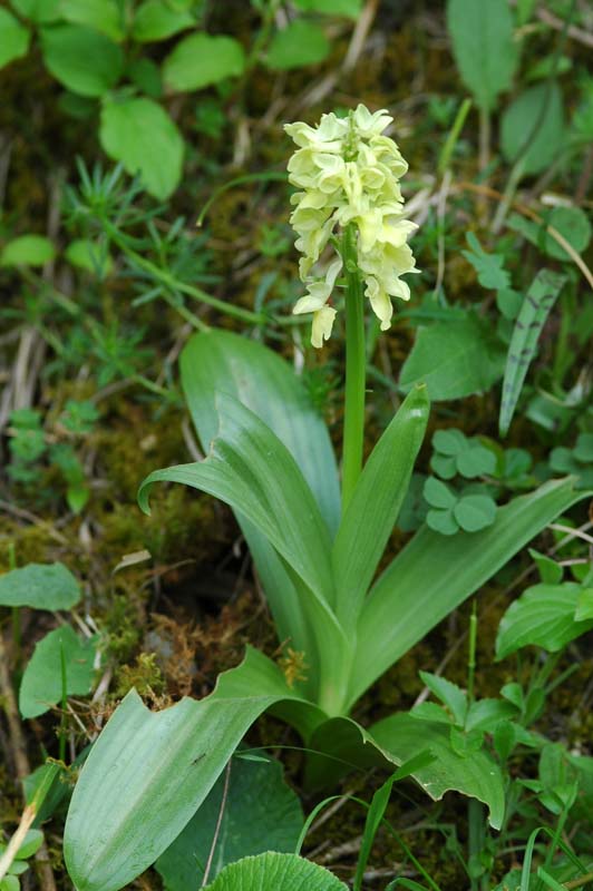 Orchis pallens